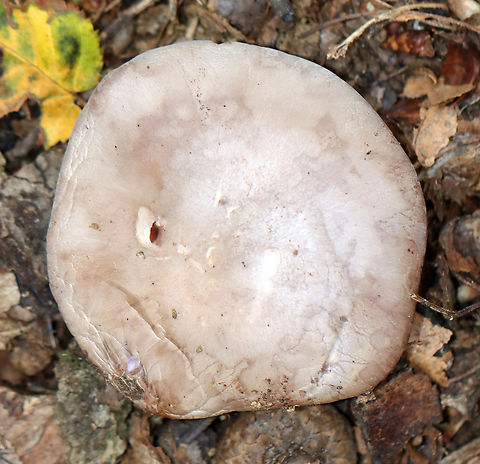 Wood Blewit - Clitocybe nuda group It had a slight lavender tint. The stipe had a sheath(?) and a bulbous base.

Habitat: Growing on the ground under oak in a mixed forest.
https://www.jungledragon.com/image/148545/wood_blewit_-_clitocybe_nuda_group.html
https://www.jungledragon.com/image/148547/wood_blewit_-_clitocybe_nuda_group.html
https://www.jungledragon.com/image/148546/wood_blewit_-_clitocybe_nuda_group.html Fall,Geotagged,Lepista nuda,United States,Wood blewit