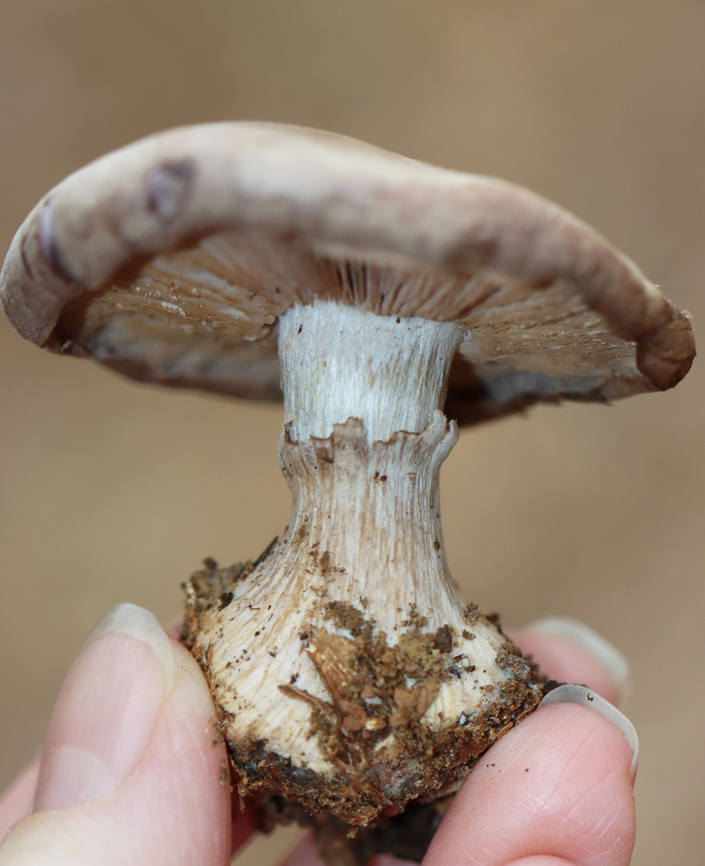 Wood Blewit - Clitocybe nuda group It had a slight lavender tint. The stipe had a sheath(?) and a bulbous base.<br />
<br />
Habitat: Growing on the ground under oak in a mixed forest.<br />
<figure class="photo"><a href="https://www.jungledragon.com/image/148545/wood_blewit_-_clitocybe_nuda_group.html" title="Wood Blewit - Clitocybe nuda group"><img src="https://s3.amazonaws.com/media.jungledragon.com/images/3232/148545_thumb.jpg?AWSAccessKeyId=05GMT0V3GWVNE7GGM1R2&Expires=1759968010&Signature=noXqSPfxOJuHbpl0M%2BtA6S9twc8%3D" width="200" height="194" alt="Wood Blewit - Clitocybe nuda group It had a slight lavender tint. The stipe had a sheath(?) and a bulbous base.<br />
<br />
Habitat: Growing on the ground under oak in a mixed forest.<br />
https://www.jungledragon.com/image/148545/wood_blewit_-_clitocybe_nuda_group.html<br />
https://www.jungledragon.com/image/148547/wood_blewit_-_clitocybe_nuda_group.html<br />
https://www.jungledragon.com/image/148546/wood_blewit_-_clitocybe_nuda_group.html Fall,Geotagged,Lepista nuda,United States,Wood blewit" /></a></figure><br />
<figure class="photo"><a href="https://www.jungledragon.com/image/148547/wood_blewit_-_clitocybe_nuda_group.html" title="Wood Blewit - Clitocybe nuda group"><img src="https://s3.amazonaws.com/media.jungledragon.com/images/3232/148547_thumb.jpg?AWSAccessKeyId=05GMT0V3GWVNE7GGM1R2&Expires=1759968010&Signature=RkFGsJ8mFZpMQCIOiA8kS%2BviZ8k%3D" width="200" height="152" alt="Wood Blewit - Clitocybe nuda group It had a slight lavender tint. The stipe had a sheath(?) and a bulbous base.<br />
<br />
Habitat: Growing on the ground under oak in a mixed forest.<br />
https://www.jungledragon.com/image/148545/wood_blewit_-_clitocybe_nuda_group.html<br />
https://www.jungledragon.com/image/148547/wood_blewit_-_clitocybe_nuda_group.html<br />
https://www.jungledragon.com/image/148546/wood_blewit_-_clitocybe_nuda_group.html Clitocybe,Clitocybe nuda,Fall,Geotagged,Lepista nuda,United States,Wood blewit" /></a></figure><br />
<figure class="photo"><a href="https://www.jungledragon.com/image/148546/wood_blewit_-_clitocybe_nuda_group.html" title="Wood Blewit - Clitocybe nuda group"><img src="https://s3.amazonaws.com/media.jungledragon.com/images/3232/148546_thumb.jpg?AWSAccessKeyId=05GMT0V3GWVNE7GGM1R2&Expires=1759968010&Signature=2fHDk0ocg8goJEsh5XnW14aGLi0%3D" width="124" height="152" alt="Wood Blewit - Clitocybe nuda group It had a slight lavender tint. The stipe had a sheath(?) and a bulbous base.<br />
<br />
Habitat: Growing on the ground under oak in a mixed forest.<br />
https://www.jungledragon.com/image/148545/wood_blewit_-_clitocybe_nuda_group.html<br />
https://www.jungledragon.com/image/148547/wood_blewit_-_clitocybe_nuda_group.html<br />
https://www.jungledragon.com/image/148546/wood_blewit_-_clitocybe_nuda_group.html Fall,Geotagged,Lepista nuda,United States,Wood blewit" /></a></figure> Fall,Geotagged,Lepista nuda,United States,Wood blewit