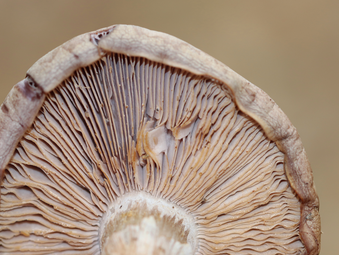 Wood Blewit - Clitocybe nuda group It had a slight lavender tint. The stipe had a sheath(?) and a bulbous base.<br />
<br />
Habitat: Growing on the ground under oak in a mixed forest.<br />
<figure class="photo"><a href="https://www.jungledragon.com/image/148545/wood_blewit_-_clitocybe_nuda_group.html" title="Wood Blewit - Clitocybe nuda group"><img src="https://s3.amazonaws.com/media.jungledragon.com/images/3232/148545_thumb.jpg?AWSAccessKeyId=05GMT0V3GWVNE7GGM1R2&Expires=1759968010&Signature=noXqSPfxOJuHbpl0M%2BtA6S9twc8%3D" width="200" height="194" alt="Wood Blewit - Clitocybe nuda group It had a slight lavender tint. The stipe had a sheath(?) and a bulbous base.<br />
<br />
Habitat: Growing on the ground under oak in a mixed forest.<br />
https://www.jungledragon.com/image/148545/wood_blewit_-_clitocybe_nuda_group.html<br />
https://www.jungledragon.com/image/148547/wood_blewit_-_clitocybe_nuda_group.html<br />
https://www.jungledragon.com/image/148546/wood_blewit_-_clitocybe_nuda_group.html Fall,Geotagged,Lepista nuda,United States,Wood blewit" /></a></figure><br />
<figure class="photo"><a href="https://www.jungledragon.com/image/148547/wood_blewit_-_clitocybe_nuda_group.html" title="Wood Blewit - Clitocybe nuda group"><img src="https://s3.amazonaws.com/media.jungledragon.com/images/3232/148547_thumb.jpg?AWSAccessKeyId=05GMT0V3GWVNE7GGM1R2&Expires=1759968010&Signature=RkFGsJ8mFZpMQCIOiA8kS%2BviZ8k%3D" width="200" height="152" alt="Wood Blewit - Clitocybe nuda group It had a slight lavender tint. The stipe had a sheath(?) and a bulbous base.<br />
<br />
Habitat: Growing on the ground under oak in a mixed forest.<br />
https://www.jungledragon.com/image/148545/wood_blewit_-_clitocybe_nuda_group.html<br />
https://www.jungledragon.com/image/148547/wood_blewit_-_clitocybe_nuda_group.html<br />
https://www.jungledragon.com/image/148546/wood_blewit_-_clitocybe_nuda_group.html Clitocybe,Clitocybe nuda,Fall,Geotagged,Lepista nuda,United States,Wood blewit" /></a></figure><br />
<figure class="photo"><a href="https://www.jungledragon.com/image/148546/wood_blewit_-_clitocybe_nuda_group.html" title="Wood Blewit - Clitocybe nuda group"><img src="https://s3.amazonaws.com/media.jungledragon.com/images/3232/148546_thumb.jpg?AWSAccessKeyId=05GMT0V3GWVNE7GGM1R2&Expires=1759968010&Signature=2fHDk0ocg8goJEsh5XnW14aGLi0%3D" width="124" height="152" alt="Wood Blewit - Clitocybe nuda group It had a slight lavender tint. The stipe had a sheath(?) and a bulbous base.<br />
<br />
Habitat: Growing on the ground under oak in a mixed forest.<br />
https://www.jungledragon.com/image/148545/wood_blewit_-_clitocybe_nuda_group.html<br />
https://www.jungledragon.com/image/148547/wood_blewit_-_clitocybe_nuda_group.html<br />
https://www.jungledragon.com/image/148546/wood_blewit_-_clitocybe_nuda_group.html Fall,Geotagged,Lepista nuda,United States,Wood blewit" /></a></figure> Clitocybe,Clitocybe nuda,Fall,Geotagged,Lepista nuda,United States,Wood blewit