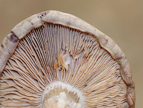 Wood Blewit - Clitocybe nuda group It had a slight lavender tint. The stipe had a sheath(?) and a bulbous base.

Habitat: Growing on the ground under oak in a mixed forest.
https://www.jungledragon.com/image/148545/wood_blewit_-_clitocybe_nuda_group.html
https://www.jungledragon.com/image/148547/wood_blewit_-_clitocybe_nuda_group.html
https://www.jungledragon.com/image/148546/wood_blewit_-_clitocybe_nuda_group.html Clitocybe,Clitocybe nuda,Fall,Geotagged,Lepista nuda,United States,Wood blewit