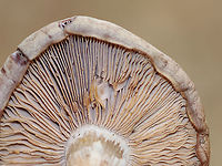 Wood Blewit - Clitocybe nuda group It had a slight lavender tint. The stipe had a sheath(?) and a bulbous base.<br />
<br />
Habitat: Growing on the ground under oak in a mixed forest.<br />
https://www.jungledragon.com/image/148545/wood_blewit_-_clitocybe_nuda_group.html<br />
https://www.jungledragon.com/image/148547/wood_blewit_-_clitocybe_nuda_group.html<br />
https://www.jungledragon.com/image/148546/wood_blewit_-_clitocybe_nuda_group.html Clitocybe,Clitocybe nuda,Fall,Geotagged,Lepista nuda,United States,Wood blewit