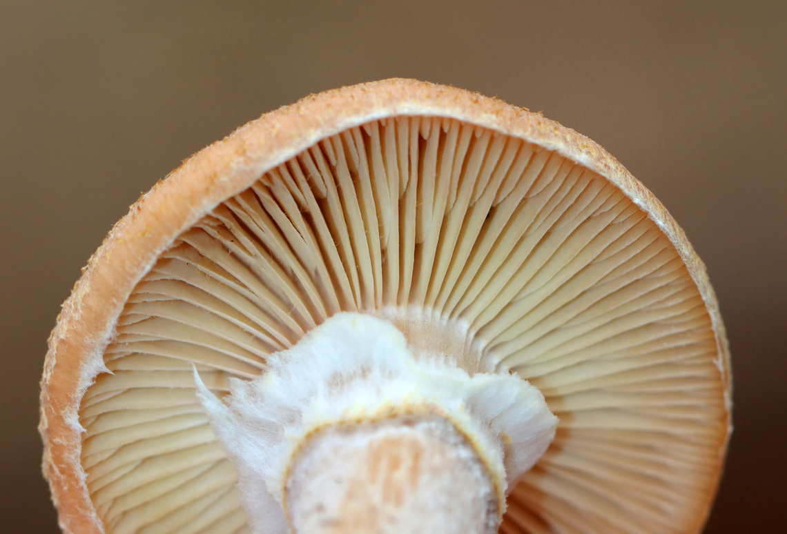 Bulbous Honey Fungus - Armillaria gallica Habitat: Growing on the ground in a mixed forest<br />
<figure class="photo"><a href="https://www.jungledragon.com/image/148548/bulbous_honey_fungus_-_armillaria_gallica.html" title="Bulbous Honey Fungus - Armillaria gallica"><img src="https://s3.amazonaws.com/media.jungledragon.com/images/3232/148548_thumb.jpg?AWSAccessKeyId=05GMT0V3GWVNE7GGM1R2&Expires=1759968010&Signature=%2BAoZfnq16t%2Bllp06ompU8Yf%2BA2Y%3D" width="200" height="136" alt="Bulbous Honey Fungus - Armillaria gallica Habitat: Growing on the ground in a mixed forest<br />
https://www.jungledragon.com/image/148548/bulbous_honey_fungus_-_armillaria_gallica.html<br />
https://www.jungledragon.com/image/148550/bulbous_honey_fungus_-_armillaria_gallica.html<br />
https://www.jungledragon.com/image/148549/bulbous_honey_fungus_-_armillaria_gallica.html Armillaria,Armillaria gallica,Bulbous Honey Fungus,Fall,Geotagged,United States,fungus,mushroom" /></a></figure><br />
<figure class="photo"><a href="https://www.jungledragon.com/image/148550/bulbous_honey_fungus_-_armillaria_gallica.html" title="Bulbous Honey Fungus - Armillaria gallica"><img src="https://s3.amazonaws.com/media.jungledragon.com/images/3232/148550_thumb.jpg?AWSAccessKeyId=05GMT0V3GWVNE7GGM1R2&Expires=1759968010&Signature=LG%2FiZuIO0DxNiT0qp6Vu8j8GHao%3D" width="200" height="156" alt="Bulbous Honey Fungus - Armillaria gallica Habitat: Growing on the ground in a mixed forest<br />
https://www.jungledragon.com/image/148548/bulbous_honey_fungus_-_armillaria_gallica.html<br />
https://www.jungledragon.com/image/148550/bulbous_honey_fungus_-_armillaria_gallica.html<br />
https://www.jungledragon.com/image/148549/bulbous_honey_fungus_-_armillaria_gallica.html Armillaria gallica,Bulbous Honey Fungus,Fall,Geotagged,United States" /></a></figure><br />
<figure class="photo"><a href="https://www.jungledragon.com/image/148549/bulbous_honey_fungus_-_armillaria_gallica.html" title="Bulbous Honey Fungus - Armillaria gallica"><img src="https://s3.amazonaws.com/media.jungledragon.com/images/3232/148549_thumb.jpg?AWSAccessKeyId=05GMT0V3GWVNE7GGM1R2&Expires=1759968010&Signature=94%2B05zQ9fYBmOq1CfRr00Ddw%2FJQ%3D" width="132" height="152" alt="Bulbous Honey Fungus - Armillaria gallica Habitat: Growing on the ground in a mixed forest<br />
https://www.jungledragon.com/image/148548/bulbous_honey_fungus_-_armillaria_gallica.html<br />
https://www.jungledragon.com/image/148550/bulbous_honey_fungus_-_armillaria_gallica.html<br />
https://www.jungledragon.com/image/148549/bulbous_honey_fungus_-_armillaria_gallica.html Armillaria gallica,Bulbous Honey Fungus,Fall,Geotagged,United States" /></a></figure> Armillaria,Armillaria gallica,Bulbous Honey Fungus,Fall,Geotagged,United States,fungus,mushroom