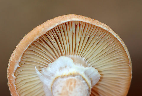 Bulbous Honey Fungus - Armillaria gallica Habitat: Growing on the ground in a mixed forest
https://www.jungledragon.com/image/148548/bulbous_honey_fungus_-_armillaria_gallica.html
https://www.jungledragon.com/image/148550/bulbous_honey_fungus_-_armillaria_gallica.html
https://www.jungledragon.com/image/148549/bulbous_honey_fungus_-_armillaria_gallica.html Armillaria,Armillaria gallica,Bulbous Honey Fungus,Fall,Geotagged,United States,fungus,mushroom