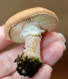 Bulbous Honey Fungus - Armillaria gallica Habitat: Growing on the ground in a mixed forest
https://www.jungledragon.com/image/148548/bulbous_honey_fungus_-_armillaria_gallica.html
https://www.jungledragon.com/image/148550/bulbous_honey_fungus_-_armillaria_gallica.html
https://www.jungledragon.com/image/148549/bulbous_honey_fungus_-_armillaria_gallica.html Armillaria gallica,Bulbous Honey Fungus,Fall,Geotagged,United States