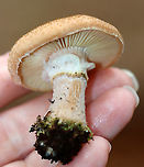 Bulbous Honey Fungus - Armillaria gallica Habitat: Growing on the ground in a mixed forest<br />
https://www.jungledragon.com/image/148548/bulbous_honey_fungus_-_armillaria_gallica.html<br />
https://www.jungledragon.com/image/148550/bulbous_honey_fungus_-_armillaria_gallica.html<br />
https://www.jungledragon.com/image/148549/bulbous_honey_fungus_-_armillaria_gallica.html Armillaria gallica,Bulbous Honey Fungus,Fall,Geotagged,United States