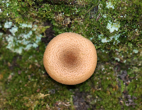 Bulbous Honey Fungus