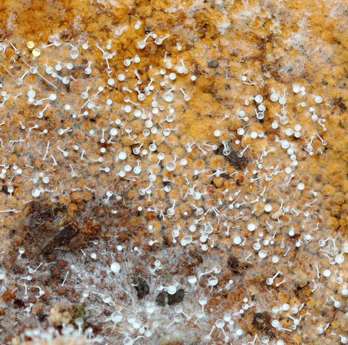 Polycephalomyces tomentosus Host: Growing on Hemitrichia slime mold<br />
<br />
Habitat: Rotting wood; mixed forest<br />
<figure class="photo"><a href="https://www.jungledragon.com/image/148551/polycephalomyces_tomentosus.html" title="Polycephalomyces tomentosus"><img src="https://s3.amazonaws.com/media.jungledragon.com/images/3232/148551_thumb.jpg?AWSAccessKeyId=05GMT0V3GWVNE7GGM1R2&Expires=1767225610&Signature=dDG65DySflBGUQq0%2FKINc1ofz8M%3D" width="200" height="200" alt="Polycephalomyces tomentosus Host: Growing on Hemitrichia slime mold<br />
<br />
Habitat: Rotting wood; mixed forest<br />
https://www.jungledragon.com/image/148551/polycephalomyces_tomentosus.html<br />
https://www.jungledragon.com/image/148553/polycephalomyces_tomentosus.html<br />
https://www.jungledragon.com/image/148552/polycephalomyces_tomentosus.html Fall,Geotagged,Polycephalomyces tomentosus,United States" /></a></figure><br />
<figure class="photo"><a href="https://www.jungledragon.com/image/148553/polycephalomyces_tomentosus.html" title="Polycephalomyces tomentosus"><img src="https://s3.amazonaws.com/media.jungledragon.com/images/3232/148553_thumb.jpg?AWSAccessKeyId=05GMT0V3GWVNE7GGM1R2&Expires=1767225610&Signature=h%2FUyOh6Oz%2FJ2tbwWIIccmeEI%2F5s%3D" width="200" height="136" alt="Polycephalomyces tomentosus Host: Growing on Hemitrichia slime mold<br />
<br />
Habitat: Rotting wood; mixed forest<br />
https://www.jungledragon.com/image/148551/polycephalomyces_tomentosus.html<br />
https://www.jungledragon.com/image/148553/polycephalomyces_tomentosus.html<br />
https://www.jungledragon.com/image/148552/polycephalomyces_tomentosus.html Fall,Geotagged,Polycephalomyces tomentosus,United States" /></a></figure><br />
<figure class="photo"><a href="https://www.jungledragon.com/image/148552/polycephalomyces_tomentosus.html" title="Polycephalomyces tomentosus"><img src="https://s3.amazonaws.com/media.jungledragon.com/images/3232/148552_thumb.jpg?AWSAccessKeyId=05GMT0V3GWVNE7GGM1R2&Expires=1767225610&Signature=30rf3mIZKnSWpGnsJ43uv20XzXw%3D" width="200" height="158" alt="Polycephalomyces tomentosus Host: Growing on Hemitrichia slime mold<br />
<br />
Habitat: Rotting wood; mixed forest<br />
https://www.jungledragon.com/image/148551/polycephalomyces_tomentosus.html<br />
https://www.jungledragon.com/image/148553/polycephalomyces_tomentosus.html<br />
https://www.jungledragon.com/image/148552/polycephalomyces_tomentosus.html Fall,Geotagged,Polycephalomyces,Polycephalomyces tomentosus,United States,fungus" /></a></figure> Fall,Geotagged,Polycephalomyces tomentosus,United States