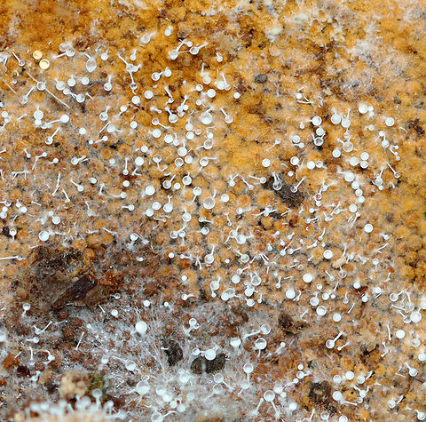 Polycephalomyces tomentosus Host: Growing on Hemitrichia slime mold

Habitat: Rotting wood; mixed forest
https://www.jungledragon.com/image/148551/polycephalomyces_tomentosus.html
https://www.jungledragon.com/image/148553/polycephalomyces_tomentosus.html
https://www.jungledragon.com/image/148552/polycephalomyces_tomentosus.html Fall,Geotagged,Polycephalomyces tomentosus,United States