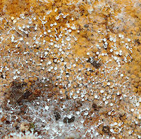 Polycephalomyces tomentosus Host: Growing on Hemitrichia slime mold<br />
<br />
Habitat: Rotting wood; mixed forest<br />
https://www.jungledragon.com/image/148551/polycephalomyces_tomentosus.html<br />
https://www.jungledragon.com/image/148553/polycephalomyces_tomentosus.html<br />
https://www.jungledragon.com/image/148552/polycephalomyces_tomentosus.html Fall,Geotagged,Polycephalomyces tomentosus,United States