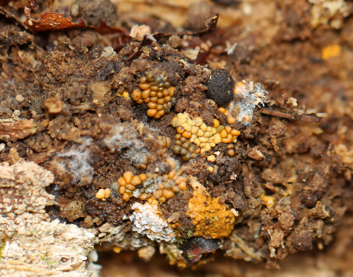 Polycephalomyces tomentosus Host: Growing on Hemitrichia slime mold<br />
<br />
Habitat: Rotting wood; mixed forest<br />
<figure class="photo"><a href="https://www.jungledragon.com/image/148551/polycephalomyces_tomentosus.html" title="Polycephalomyces tomentosus"><img src="https://s3.amazonaws.com/media.jungledragon.com/images/3232/148551_thumb.jpg?AWSAccessKeyId=05GMT0V3GWVNE7GGM1R2&Expires=1767225610&Signature=dDG65DySflBGUQq0%2FKINc1ofz8M%3D" width="200" height="200" alt="Polycephalomyces tomentosus Host: Growing on Hemitrichia slime mold<br />
<br />
Habitat: Rotting wood; mixed forest<br />
https://www.jungledragon.com/image/148551/polycephalomyces_tomentosus.html<br />
https://www.jungledragon.com/image/148553/polycephalomyces_tomentosus.html<br />
https://www.jungledragon.com/image/148552/polycephalomyces_tomentosus.html Fall,Geotagged,Polycephalomyces tomentosus,United States" /></a></figure><br />
<figure class="photo"><a href="https://www.jungledragon.com/image/148553/polycephalomyces_tomentosus.html" title="Polycephalomyces tomentosus"><img src="https://s3.amazonaws.com/media.jungledragon.com/images/3232/148553_thumb.jpg?AWSAccessKeyId=05GMT0V3GWVNE7GGM1R2&Expires=1767225610&Signature=h%2FUyOh6Oz%2FJ2tbwWIIccmeEI%2F5s%3D" width="200" height="136" alt="Polycephalomyces tomentosus Host: Growing on Hemitrichia slime mold<br />
<br />
Habitat: Rotting wood; mixed forest<br />
https://www.jungledragon.com/image/148551/polycephalomyces_tomentosus.html<br />
https://www.jungledragon.com/image/148553/polycephalomyces_tomentosus.html<br />
https://www.jungledragon.com/image/148552/polycephalomyces_tomentosus.html Fall,Geotagged,Polycephalomyces tomentosus,United States" /></a></figure><br />
<figure class="photo"><a href="https://www.jungledragon.com/image/148552/polycephalomyces_tomentosus.html" title="Polycephalomyces tomentosus"><img src="https://s3.amazonaws.com/media.jungledragon.com/images/3232/148552_thumb.jpg?AWSAccessKeyId=05GMT0V3GWVNE7GGM1R2&Expires=1767225610&Signature=30rf3mIZKnSWpGnsJ43uv20XzXw%3D" width="200" height="158" alt="Polycephalomyces tomentosus Host: Growing on Hemitrichia slime mold<br />
<br />
Habitat: Rotting wood; mixed forest<br />
https://www.jungledragon.com/image/148551/polycephalomyces_tomentosus.html<br />
https://www.jungledragon.com/image/148553/polycephalomyces_tomentosus.html<br />
https://www.jungledragon.com/image/148552/polycephalomyces_tomentosus.html Fall,Geotagged,Polycephalomyces,Polycephalomyces tomentosus,United States,fungus" /></a></figure> Fall,Geotagged,Polycephalomyces,Polycephalomyces tomentosus,United States,fungus