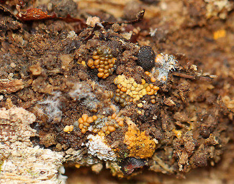Polycephalomyces tomentosus Host: Growing on Hemitrichia slime mold

Habitat: Rotting wood; mixed forest
https://www.jungledragon.com/image/148551/polycephalomyces_tomentosus.html
https://www.jungledragon.com/image/148553/polycephalomyces_tomentosus.html
https://www.jungledragon.com/image/148552/polycephalomyces_tomentosus.html Fall,Geotagged,Polycephalomyces,Polycephalomyces tomentosus,United States,fungus