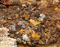 Polycephalomyces tomentosus Host: Growing on Hemitrichia slime mold<br />
<br />
Habitat: Rotting wood; mixed forest<br />
https://www.jungledragon.com/image/148551/polycephalomyces_tomentosus.html<br />
https://www.jungledragon.com/image/148553/polycephalomyces_tomentosus.html<br />
https://www.jungledragon.com/image/148552/polycephalomyces_tomentosus.html Fall,Geotagged,Polycephalomyces,Polycephalomyces tomentosus,United States,fungus