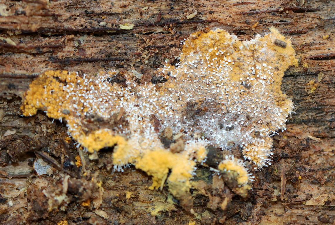 Polycephalomyces tomentosus Host: Growing on Hemitrichia slime mold<br />
<br />
Habitat: Rotting wood; mixed forest<br />
<figure class="photo"><a href="https://www.jungledragon.com/image/148551/polycephalomyces_tomentosus.html" title="Polycephalomyces tomentosus"><img src="https://s3.amazonaws.com/media.jungledragon.com/images/3232/148551_thumb.jpg?AWSAccessKeyId=05GMT0V3GWVNE7GGM1R2&Expires=1759968010&Signature=dgSDkK4HOYqKhJTbvzgLghGrlZw%3D" width="200" height="200" alt="Polycephalomyces tomentosus Host: Growing on Hemitrichia slime mold<br />
<br />
Habitat: Rotting wood; mixed forest<br />
https://www.jungledragon.com/image/148551/polycephalomyces_tomentosus.html<br />
https://www.jungledragon.com/image/148553/polycephalomyces_tomentosus.html<br />
https://www.jungledragon.com/image/148552/polycephalomyces_tomentosus.html Fall,Geotagged,Polycephalomyces tomentosus,United States" /></a></figure><br />
<figure class="photo"><a href="https://www.jungledragon.com/image/148553/polycephalomyces_tomentosus.html" title="Polycephalomyces tomentosus"><img src="https://s3.amazonaws.com/media.jungledragon.com/images/3232/148553_thumb.jpg?AWSAccessKeyId=05GMT0V3GWVNE7GGM1R2&Expires=1759968010&Signature=u4FOxAsM%2F9hTQ3uNYadQi99BV%2Fg%3D" width="200" height="136" alt="Polycephalomyces tomentosus Host: Growing on Hemitrichia slime mold<br />
<br />
Habitat: Rotting wood; mixed forest<br />
https://www.jungledragon.com/image/148551/polycephalomyces_tomentosus.html<br />
https://www.jungledragon.com/image/148553/polycephalomyces_tomentosus.html<br />
https://www.jungledragon.com/image/148552/polycephalomyces_tomentosus.html Fall,Geotagged,Polycephalomyces tomentosus,United States" /></a></figure><br />
<figure class="photo"><a href="https://www.jungledragon.com/image/148552/polycephalomyces_tomentosus.html" title="Polycephalomyces tomentosus"><img src="https://s3.amazonaws.com/media.jungledragon.com/images/3232/148552_thumb.jpg?AWSAccessKeyId=05GMT0V3GWVNE7GGM1R2&Expires=1759968010&Signature=5jhJwGnmb4KLcUsJYs7RNU8K8PM%3D" width="200" height="158" alt="Polycephalomyces tomentosus Host: Growing on Hemitrichia slime mold<br />
<br />
Habitat: Rotting wood; mixed forest<br />
https://www.jungledragon.com/image/148551/polycephalomyces_tomentosus.html<br />
https://www.jungledragon.com/image/148553/polycephalomyces_tomentosus.html<br />
https://www.jungledragon.com/image/148552/polycephalomyces_tomentosus.html Fall,Geotagged,Polycephalomyces,Polycephalomyces tomentosus,United States,fungus" /></a></figure> Fall,Geotagged,Polycephalomyces tomentosus,United States