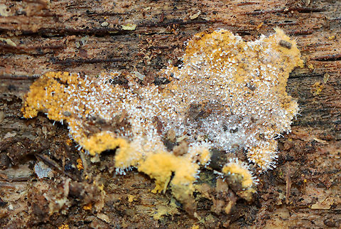 Polycephalomyces tomentosus Host: Growing on Hemitrichia slime mold

Habitat: Rotting wood; mixed forest
https://www.jungledragon.com/image/148551/polycephalomyces_tomentosus.html
https://www.jungledragon.com/image/148553/polycephalomyces_tomentosus.html
https://www.jungledragon.com/image/148552/polycephalomyces_tomentosus.html Fall,Geotagged,Polycephalomyces tomentosus,United States