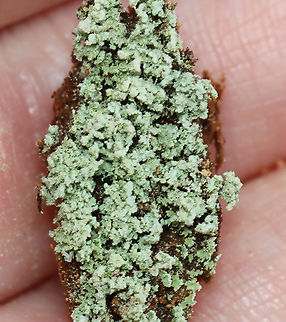 Green Lichen I'm not sure what this is yet.

Habitat: Growing on a rotting conifer; coniferous forest

https://www.jungledragon.com/image/148013/green_lichen.html
https://www.jungledragon.com/image/148555/green_lichen_-_under_magnification.html
https://www.jungledragon.com/image/148556/green_lichen_-_p_test_results.html
https://www.jungledragon.com/image/148554/green_lichen.html
 Geotagged,Spring,United States