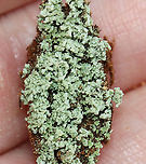 Green Lichen I'm not sure what this is yet.<br />
<br />
Habitat: Growing on a rotting conifer; coniferous forest<br />
<br />
https://www.jungledragon.com/image/148013/green_lichen.html<br />
https://www.jungledragon.com/image/148555/green_lichen_-_under_magnification.html<br />
https://www.jungledragon.com/image/148556/green_lichen_-_p_test_results.html<br />
https://www.jungledragon.com/image/148554/green_lichen.html<br />
 Geotagged,Spring,United States
