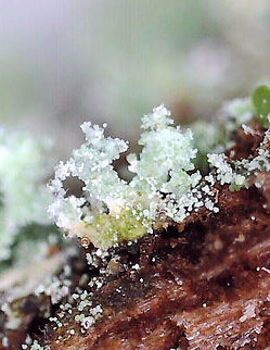 Green Lichen - Under Magnification I'm not sure what this is yet.

Habitat: Growing on a rotting conifer; coniferous forest

https://www.jungledragon.com/image/148013/green_lichen.html
https://www.jungledragon.com/image/148555/green_lichen_-_under_magnification.html
https://www.jungledragon.com/image/148556/green_lichen_-_p_test_results.html
https://www.jungledragon.com/image/148554/green_lichen.html
 Geotagged,Lichen,United States