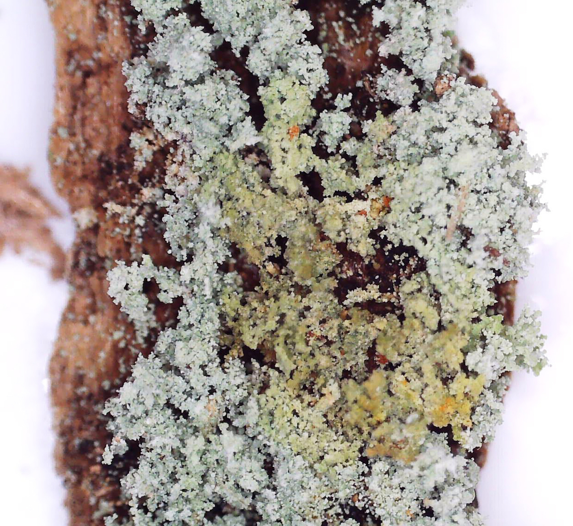 Green Lichen - P Test Results P tests are sometimes done to help ID a lichen. This was my first time doing it and I'm not sure if I did it correctly. The procedure was to mix a crystal of para-phenylenediamine (P) with ethanol, then place a drop of the solution on the lichen. It turned parts of the lichen yellowish-orange.<br />
<br />
I also did a NaClO test (Bleach) and KOH (potassium hydroxide). The bleach turned the lichen white and the KOH didn't appear to react at all.<br />
<br />
Habitat: Growing on a rotting conifer; coniferous forest<br />
<figure class="photo"><a href="https://www.jungledragon.com/image/148013/green_lichen.html" title="Green Lichen"><img src="https://s3.amazonaws.com/media.jungledragon.com/images/3232/148013_thumb.jpg?AWSAccessKeyId=05GMT0V3GWVNE7GGM1R2&Expires=1759968010&Signature=46f4Sopl5c%2BI1aJQcy1MujVUqL4%3D" width="200" height="156" alt="Green Lichen I'm not sure what this is yet.<br />
<br />
Habitat: Growing on a rotting conifer; coniferous forest<br />
<br />
https://www.jungledragon.com/image/148013/green_lichen.html<br />
https://www.jungledragon.com/image/148555/green_lichen_-_under_magnification.html<br />
https://www.jungledragon.com/image/148556/green_lichen_-_p_test_results.html<br />
https://www.jungledragon.com/image/148554/green_lichen.html<br />
Geotagged,Spring,United States,lichen" /></a></figure><br />
<figure class="photo"><a href="https://www.jungledragon.com/image/148555/green_lichen_-_under_magnification.html" title="Green Lichen - Under Magnification"><img src="https://s3.amazonaws.com/media.jungledragon.com/images/3232/148555_thumb.jpg?AWSAccessKeyId=05GMT0V3GWVNE7GGM1R2&Expires=1759968010&Signature=7UAvTxwA0MEXfCuggx2UUFxiRt8%3D" width="118" height="152" alt="Green Lichen - Under Magnification I'm not sure what this is yet.<br />
<br />
Habitat: Growing on a rotting conifer; coniferous forest<br />
<br />
https://www.jungledragon.com/image/148013/green_lichen.html<br />
https://www.jungledragon.com/image/148555/green_lichen_-_under_magnification.html<br />
https://www.jungledragon.com/image/148556/green_lichen_-_p_test_results.html<br />
https://www.jungledragon.com/image/148554/green_lichen.html<br />
Geotagged,Lichen,United States" /></a></figure><br />
<figure class="photo"><a href="https://www.jungledragon.com/image/148556/green_lichen_-_p_test_results.html" title="Green Lichen - P Test Results"><img src="https://s3.amazonaws.com/media.jungledragon.com/images/3232/148556_thumb.jpg?AWSAccessKeyId=05GMT0V3GWVNE7GGM1R2&Expires=1759968010&Signature=prmIz2eYJ4D26%2ByyKZw3T5cCiqs%3D" width="200" height="184" alt="Green Lichen - P Test Results P tests are sometimes done to help ID a lichen. This was my first time doing it and I'm not sure if I did it correctly. The procedure was to mix a crystal of para-phenylenediamine (P) with ethanol, then place a drop of the solution on the lichen. It turned parts of the lichen yellowish-orange.<br />
<br />
I also did a NaClO test (Bleach) and KOH (potassium hydroxide). The bleach turned the lichen white and the KOH didn't appear to react at all.<br />
<br />
Habitat: Growing on a rotting conifer; coniferous forest<br />
https://www.jungledragon.com/image/148013/green_lichen.html<br />
https://www.jungledragon.com/image/148555/green_lichen_-_under_magnification.html<br />
https://www.jungledragon.com/image/148556/green_lichen_-_p_test_results.html<br />
https://www.jungledragon.com/image/148554/green_lichen.html<br />
Geotagged,United States,lichen,p test,para-phenylenediamine" /></a></figure><br />
<figure class="photo"><a href="https://www.jungledragon.com/image/148554/green_lichen.html" title="Green Lichen"><img src="https://s3.amazonaws.com/media.jungledragon.com/images/3232/148554_thumb.jpg?AWSAccessKeyId=05GMT0V3GWVNE7GGM1R2&Expires=1759968010&Signature=%2BFo56br7kk1215IkXg5lPEk4LuQ%3D" width="136" height="152" alt="Green Lichen I'm not sure what this is yet.<br />
<br />
Habitat: Growing on a rotting conifer; coniferous forest<br />
<br />
https://www.jungledragon.com/image/148013/green_lichen.html<br />
https://www.jungledragon.com/image/148555/green_lichen_-_under_magnification.html<br />
https://www.jungledragon.com/image/148556/green_lichen_-_p_test_results.html<br />
https://www.jungledragon.com/image/148554/green_lichen.html<br />
Geotagged,Spring,United States" /></a></figure><br />
Geotagged,United States,lichen,p test,para-phenylenediamine