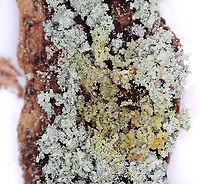Green Lichen - P Test Results P tests are sometimes done to help ID a lichen. This was my first time doing it and I'm not sure if I did it correctly. The procedure was to mix a crystal of para-phenylenediamine (P) with ethanol, then place a drop of the solution on the lichen. It turned parts of the lichen yellowish-orange.<br />
<br />
I also did a NaClO test (Bleach) and KOH (potassium hydroxide). The bleach turned the lichen white and the KOH didn't appear to react at all.<br />
<br />
Habitat: Growing on a rotting conifer; coniferous forest<br />
https://www.jungledragon.com/image/148013/green_lichen.html<br />
https://www.jungledragon.com/image/148555/green_lichen_-_under_magnification.html<br />
https://www.jungledragon.com/image/148556/green_lichen_-_p_test_results.html<br />
https://www.jungledragon.com/image/148554/green_lichen.html<br />
 Geotagged,United States,lichen,p test,para-phenylenediamine