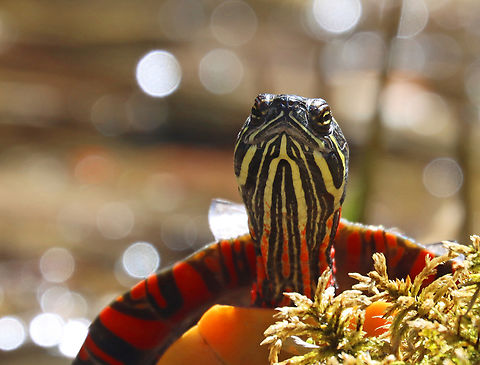 Painted Turtle - Chrysemys picta It looked annoyed. Too many photos?

Habitat: Small pond;mixed forest
https://www.jungledragon.com/image/148557/painted_turtle_-_chrysemys_picta.html
https://www.jungledragon.com/image/148559/painted_turtle_-_chrysemys_picta.html
https://www.jungledragon.com/image/148558/painted_turtle_-_chrysemys_picta.html Chrysemys picta,Geotagged,Painted turtle,Spring,United States