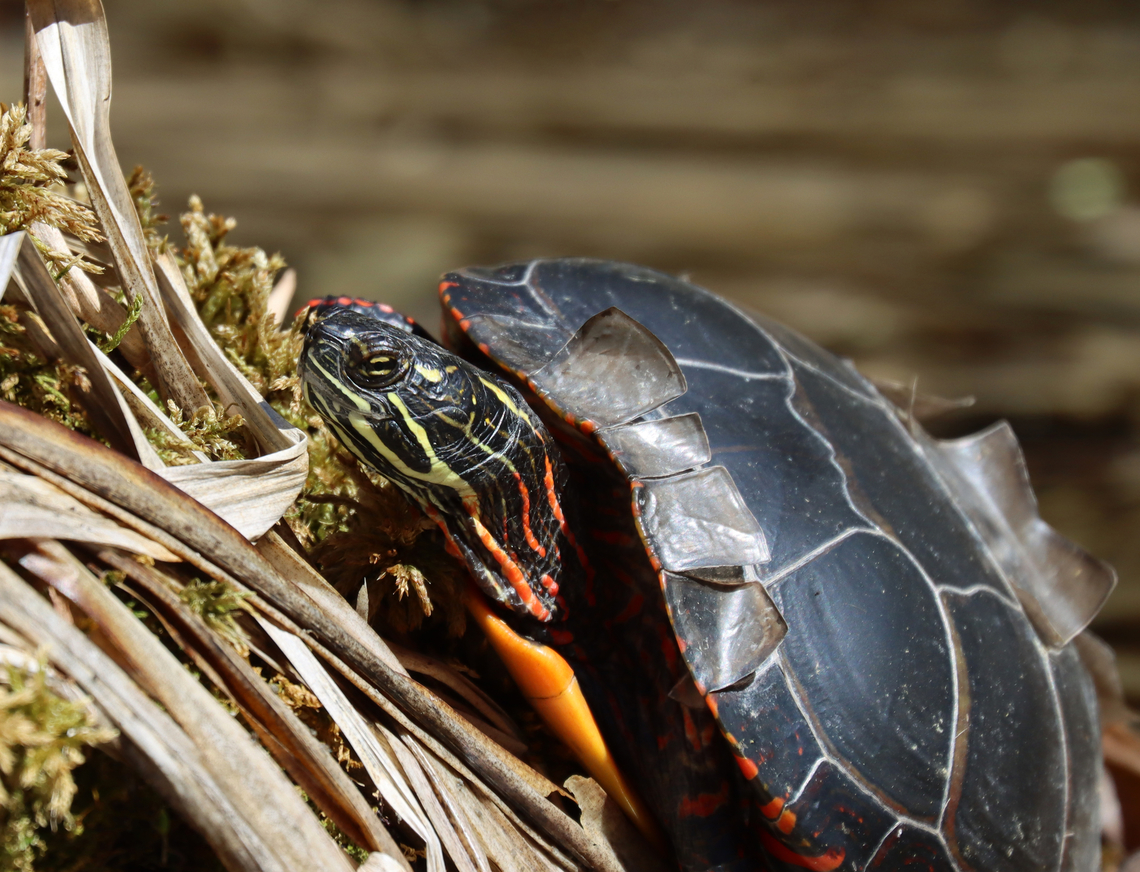 Painted Turtle - Chrysemys picta Shedding scutes.<br />
<br />
Habitat: Small pond;mixed forest<br />
<figure class="photo"><a href="https://www.jungledragon.com/image/148557/painted_turtle_-_chrysemys_picta.html" title="Painted Turtle - Chrysemys picta"><img src="https://s3.amazonaws.com/media.jungledragon.com/images/3232/148557_thumb.jpg?AWSAccessKeyId=05GMT0V3GWVNE7GGM1R2&Expires=1759968010&Signature=%2BSiXw8kR21n%2Bhs9fEfpj48sdZEE%3D" width="200" height="154" alt="Painted Turtle - Chrysemys picta It looked annoyed. Too many photos?<br />
<br />
Habitat: Small pond;mixed forest<br />
https://www.jungledragon.com/image/148557/painted_turtle_-_chrysemys_picta.html<br />
https://www.jungledragon.com/image/148559/painted_turtle_-_chrysemys_picta.html<br />
https://www.jungledragon.com/image/148558/painted_turtle_-_chrysemys_picta.html Chrysemys picta,Geotagged,Painted turtle,Spring,United States" /></a></figure><br />
<figure class="photo"><a href="https://www.jungledragon.com/image/148559/painted_turtle_-_chrysemys_picta.html" title="Painted Turtle - Chrysemys picta"><img src="https://s3.amazonaws.com/media.jungledragon.com/images/3232/148559_thumb.jpg?AWSAccessKeyId=05GMT0V3GWVNE7GGM1R2&Expires=1759968010&Signature=S7%2BMCUbd9KRAtTfrzKdA8Ve%2FH%2F0%3D" width="102" height="152" alt="Painted Turtle - Chrysemys picta Habitat: Small pond;mixed forest<br />
https://www.jungledragon.com/image/148557/painted_turtle_-_chrysemys_picta.html<br />
https://www.jungledragon.com/image/148559/painted_turtle_-_chrysemys_picta.html<br />
https://www.jungledragon.com/image/148558/painted_turtle_-_chrysemys_picta.html Chrysemys,Chrysemys picta,Geotagged,Painted turtle,Spring,United States,turtle" /></a></figure><br />
<figure class="photo"><a href="https://www.jungledragon.com/image/148558/painted_turtle_-_chrysemys_picta.html" title="Painted Turtle - Chrysemys picta"><img src="https://s3.amazonaws.com/media.jungledragon.com/images/3232/148558_thumb.jpg?AWSAccessKeyId=05GMT0V3GWVNE7GGM1R2&Expires=1759968010&Signature=DgeL19e3B8TRfqfJl8aCSu1rCRA%3D" width="200" height="154" alt="Painted Turtle - Chrysemys picta Shedding scutes.<br />
<br />
Habitat: Small pond;mixed forest<br />
https://www.jungledragon.com/image/148557/painted_turtle_-_chrysemys_picta.html<br />
https://www.jungledragon.com/image/148559/painted_turtle_-_chrysemys_picta.html<br />
https://www.jungledragon.com/image/148558/painted_turtle_-_chrysemys_picta.html Chrysemys picta,Geotagged,Painted turtle,Spring,United States" /></a></figure> Chrysemys picta,Geotagged,Painted turtle,Spring,United States