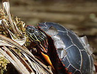 Painted Turtle - Chrysemys picta Shedding scutes.<br />
<br />
Habitat: Small pond;mixed forest<br />
https://www.jungledragon.com/image/148557/painted_turtle_-_chrysemys_picta.html<br />
https://www.jungledragon.com/image/148559/painted_turtle_-_chrysemys_picta.html<br />
https://www.jungledragon.com/image/148558/painted_turtle_-_chrysemys_picta.html Chrysemys picta,Geotagged,Painted turtle,Spring,United States