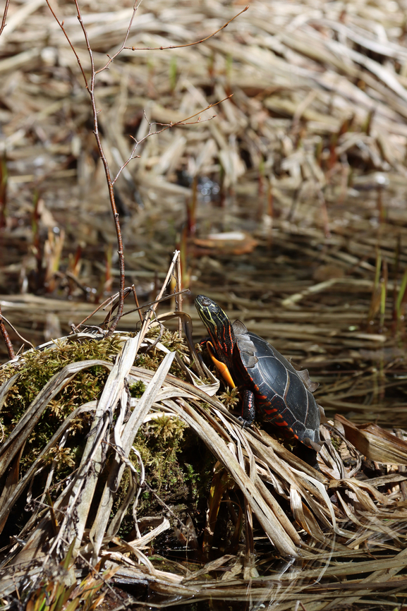Painted Turtle - Chrysemys picta Habitat: Small pond;mixed forest<br />
<figure class="photo"><a href="https://www.jungledragon.com/image/148557/painted_turtle_-_chrysemys_picta.html" title="Painted Turtle - Chrysemys picta"><img src="https://s3.amazonaws.com/media.jungledragon.com/images/3232/148557_thumb.jpg?AWSAccessKeyId=05GMT0V3GWVNE7GGM1R2&Expires=1770854410&Signature=W7WkjSr%2FvsveyD3%2FHHNtNviptkE%3D" width="200" height="154" alt="Painted Turtle - Chrysemys picta It looked annoyed. Too many photos?<br />
<br />
Habitat: Small pond;mixed forest<br />
https://www.jungledragon.com/image/148557/painted_turtle_-_chrysemys_picta.html<br />
https://www.jungledragon.com/image/148559/painted_turtle_-_chrysemys_picta.html<br />
https://www.jungledragon.com/image/148558/painted_turtle_-_chrysemys_picta.html Chrysemys picta,Geotagged,Painted turtle,Spring,United States" /></a></figure><br />
<figure class="photo"><a href="https://www.jungledragon.com/image/148559/painted_turtle_-_chrysemys_picta.html" title="Painted Turtle - Chrysemys picta"><img src="https://s3.amazonaws.com/media.jungledragon.com/images/3232/148559_thumb.jpg?AWSAccessKeyId=05GMT0V3GWVNE7GGM1R2&Expires=1770854410&Signature=sjBek%2B2vSOQ%2BmZisIhdNEvHoKzM%3D" width="102" height="152" alt="Painted Turtle - Chrysemys picta Habitat: Small pond;mixed forest<br />
https://www.jungledragon.com/image/148557/painted_turtle_-_chrysemys_picta.html<br />
https://www.jungledragon.com/image/148559/painted_turtle_-_chrysemys_picta.html<br />
https://www.jungledragon.com/image/148558/painted_turtle_-_chrysemys_picta.html Chrysemys,Chrysemys picta,Geotagged,Painted turtle,Spring,United States,turtle" /></a></figure><br />
<figure class="photo"><a href="https://www.jungledragon.com/image/148558/painted_turtle_-_chrysemys_picta.html" title="Painted Turtle - Chrysemys picta"><img src="https://s3.amazonaws.com/media.jungledragon.com/images/3232/148558_thumb.jpg?AWSAccessKeyId=05GMT0V3GWVNE7GGM1R2&Expires=1770854410&Signature=ahz9e7jcsTfph81%2FEh6m1uoyHmk%3D" width="200" height="154" alt="Painted Turtle - Chrysemys picta Shedding scutes.<br />
<br />
Habitat: Small pond;mixed forest<br />
https://www.jungledragon.com/image/148557/painted_turtle_-_chrysemys_picta.html<br />
https://www.jungledragon.com/image/148559/painted_turtle_-_chrysemys_picta.html<br />
https://www.jungledragon.com/image/148558/painted_turtle_-_chrysemys_picta.html Chrysemys picta,Geotagged,Painted turtle,Spring,United States" /></a></figure> Chrysemys,Chrysemys picta,Geotagged,Painted turtle,Spring,United States,turtle