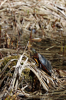 Painted Turtle - Chrysemys picta Habitat: Small pond;mixed forest
https://www.jungledragon.com/image/148557/painted_turtle_-_chrysemys_picta.html
https://www.jungledragon.com/image/148559/painted_turtle_-_chrysemys_picta.html
https://www.jungledragon.com/image/148558/painted_turtle_-_chrysemys_picta.html Chrysemys,Chrysemys picta,Geotagged,Painted turtle,Spring,United States,turtle