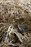 Painted Turtle - Chrysemys picta Habitat: Small pond;mixed forest<br />
https://www.jungledragon.com/image/148557/painted_turtle_-_chrysemys_picta.html<br />
https://www.jungledragon.com/image/148559/painted_turtle_-_chrysemys_picta.html<br />
https://www.jungledragon.com/image/148558/painted_turtle_-_chrysemys_picta.html Chrysemys,Chrysemys picta,Geotagged,Painted turtle,Spring,United States,turtle