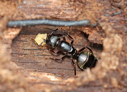 Carpenter Ant Queen with Larvae - Camponotus pennsylvanicus She was tending to the larvae in her nest. You can tell it's a dealated (wingless) queen because of the scars on the sides of her thorax from where she chewed her wings off.

Habitat: Rotting log; mixed forest 
https://www.jungledragon.com/image/148590/carpenter_ant_queen_with_larvae_-_camponotus_pennsylvanicus.html Black carpenter ant,Camponotus,Camponotus pennsylvanicus,Fall,Geotagged,United States,an queen,ant,ant larvae,larvae
