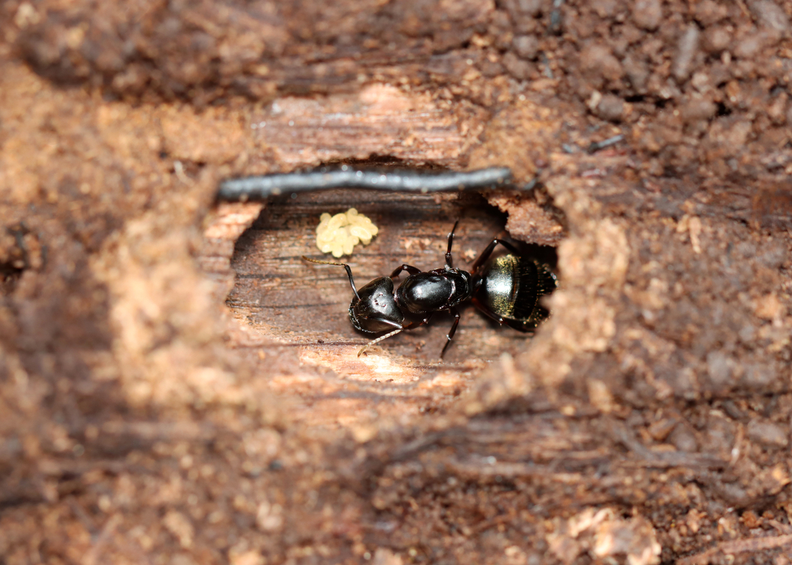 Carpenter Ant Queen with Larvae - Camponotus pennsylvanicus She was tending to the larvae in her nest. You can tell it&#039;s a dealated (wingless) queen because of the scars on the sides of her thorax from where she chewed her wings off.<br />
<br />
Habitat: Rotting log; mixed forest<br />
<figure class="photo"><a href="https://www.jungledragon.com/image/148589/carpenter_ant_queen_with_larvae_-_camponotus_pennsylvanicus.html" title="Carpenter Ant Queen with Larvae - Camponotus pennsylvanicus"><img src="https://s3.amazonaws.com/media.jungledragon.com/images/3232/148589_thumb.jpg?AWSAccessKeyId=05GMT0V3GWVNE7GGM1R2&Expires=1769040010&Signature=8EUNxZdNnFaViT81q%2F8XoUB0omw%3D" width="200" height="146" alt="Carpenter Ant Queen with Larvae - Camponotus pennsylvanicus She was tending to the larvae in her nest. You can tell it&#039;s a dealated (wingless) queen because of the scars on the sides of her thorax from where she chewed her wings off.<br />
<br />
Habitat: Rotting log; mixed forest <br />
https://www.jungledragon.com/image/148590/carpenter_ant_queen_with_larvae_-_camponotus_pennsylvanicus.html Black carpenter ant,Camponotus,Camponotus pennsylvanicus,Fall,Geotagged,United States,an queen,ant,ant larvae,larvae" /></a></figure> Black carpenter ant,Camponotus pennsylvanicus,Fall,Geotagged,United States