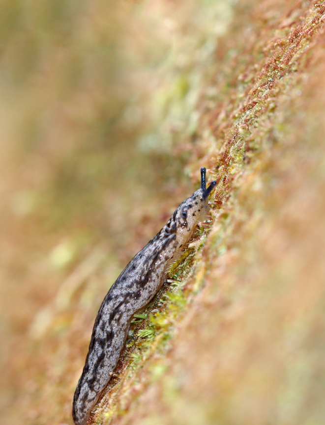 Carolina Mantleslug - Philomycus carolinianus Habitat: Mixed forest Carolina mantleslug,Fall,Geotagged,Philomycus,Philomycus carolinianus,United States,slug