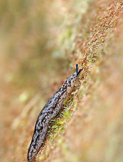 Carolina Mantleslug - Philomycus carolinianus Habitat: Mixed forest Carolina mantleslug,Fall,Geotagged,Philomycus,Philomycus carolinianus,United States,slug