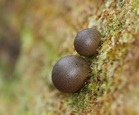 Wolf's Milk - Lycogala epidendrum Habitat: Moss-covered rotting wood; mixed forest
https://www.jungledragon.com/image/148596/wolfs_milk_-_lycogala_epidendrum.html Fall,Geotagged,Lycogala,Lycogala epidendrum,United States,Wolf's milk,slime mold