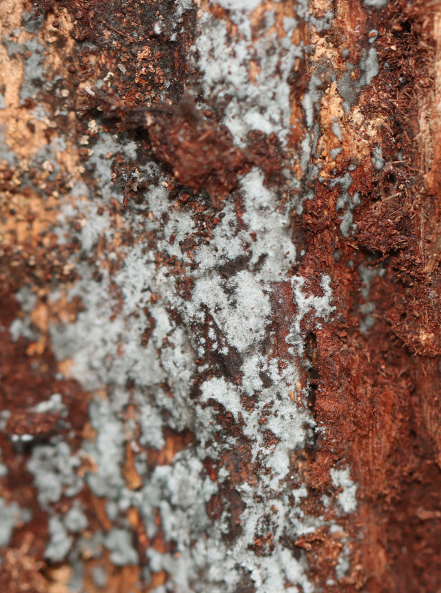 Crust Fungus - Byssocorticium sp. Unfortunately, the species cannot be determined without microscopy.<br />
<br />
Habitat: Mixed forest Byssocorticium,Fall,Geotagged,United States,crust fungus,fungus