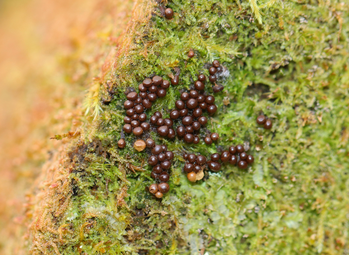 Slime Mold - Hemitrichia sp. Habitat: Growing on a mossy, rotting log; mixed forest Fall,Geotagged,Hemitrichia,United States,slime mold
