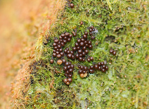 Slime Mold - Hemitrichia sp. Habitat: Growing on a mossy, rotting log; mixed forest Fall,Geotagged,Hemitrichia,United States,slime mold