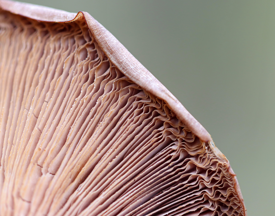 Wood Blewit - Lepista nuda Fun fact: Lepista nuda sends out hyphae into the soil, which penetrate bacterial colonies and kill them by sucking up their nutrients.<br />
<br />
Habitat: Growing on the ground; mixed forest Fall,Geotagged,Lepista nuda,United States,Wood blewit,clitocybe,clitocybe nuda,fungus,lepista,mushroom