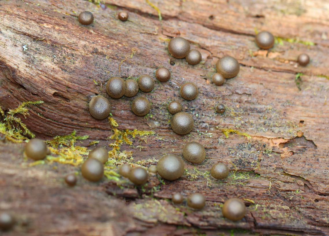 Wolf's Milk - Lycogala epidendrum Habitat: Moss-covered rotting wood; mixed forest<br />
<figure class="photo"><a href="https://www.jungledragon.com/image/148592/wolfs_milk_-_lycogala_epidendrum.html" title="Wolf's Milk - Lycogala epidendrum"><img src="https://s3.amazonaws.com/media.jungledragon.com/images/3232/148592_thumb.jpg?AWSAccessKeyId=05GMT0V3GWVNE7GGM1R2&Expires=1770854410&Signature=uC0vaugWFGUKSZ%2FiHhNP9plJutU%3D" width="200" height="166" alt="Wolf's Milk - Lycogala epidendrum Habitat: Moss-covered rotting wood; mixed forest<br />
https://www.jungledragon.com/image/148596/wolfs_milk_-_lycogala_epidendrum.html Fall,Geotagged,Lycogala,Lycogala epidendrum,United States,Wolf's milk,slime mold" /></a></figure> Fall,Geotagged,Lycogala epidendrum,United States,Wolf's milk