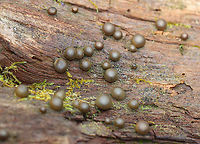 Wolf's Milk - Lycogala epidendrum Habitat: Moss-covered rotting wood; mixed forest<br />
https://www.jungledragon.com/image/148592/wolfs_milk_-_lycogala_epidendrum.html Fall,Geotagged,Lycogala epidendrum,United States,Wolf's milk