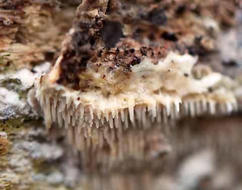 Tooth Fungus - Radulomyces copelandii Teeth were about 1 cm long.

Habitat: Rotting hardwood
https://www.jungledragon.com/image/148600/tooth_fungus_-_radulomyces_copelandii.html Fall,Geotagged,Radulomyces copelandii,United States