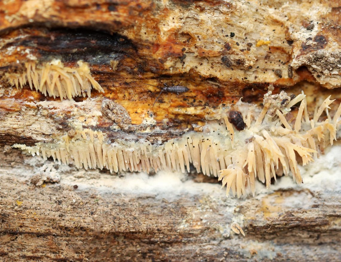 Tooth Fungus - Radulomyces copelandii With bonus critters...<br />
<br />
Teeth were about 1 cm long. <br />
<br />
Habitat: Rotting hardwood<br />
<figure class="photo"><a href="https://www.jungledragon.com/image/148598/tooth_fungus_-_radulomyces_copelandii.html" title="Tooth Fungus - Radulomyces copelandii"><img src="https://s3.amazonaws.com/media.jungledragon.com/images/3232/148598_thumb.jpg?AWSAccessKeyId=05GMT0V3GWVNE7GGM1R2&Expires=1759968010&Signature=GbPtFXH%2BFol7%2BBZUe%2FqSHx734%2BA%3D" width="200" height="158" alt="Tooth Fungus - Radulomyces copelandii Teeth were about 1 cm long.<br />
<br />
Habitat: Rotting hardwood<br />
https://www.jungledragon.com/image/148600/tooth_fungus_-_radulomyces_copelandii.html Fall,Geotagged,Radulomyces copelandii,United States" /></a></figure> Fall,Geotagged,Radulomyces,Radulomyces copelandii,United States,fungus,tooth fungus
