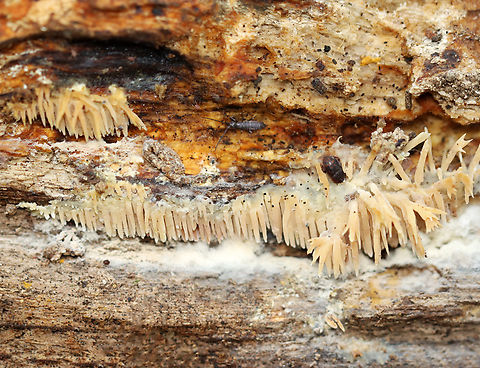 Tooth Fungus - Radulomyces copelandii With bonus critters...

Teeth were about 1 cm long. 

Habitat: Rotting hardwood
https://www.jungledragon.com/image/148598/tooth_fungus_-_radulomyces_copelandii.html Fall,Geotagged,Radulomyces,Radulomyces copelandii,United States,fungus,tooth fungus