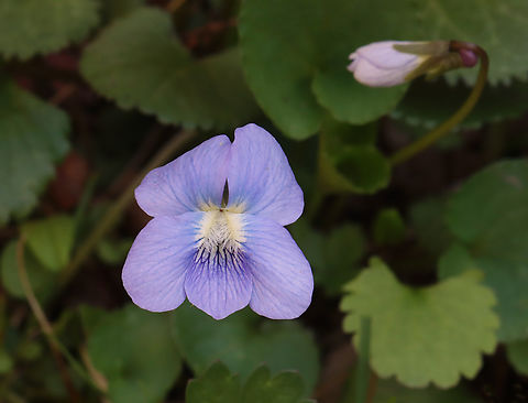 Violet - Viola sororia Habitat: Mesic forest Common Blue Violet,Geotagged,Spring,United States,Viola sororia,viola,violet