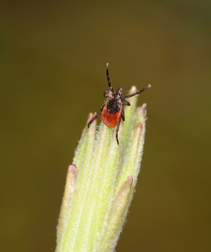 Questing Deer Tick (Female) - Ixodes scapularis I feel a *bit* mean, but I teased her by blowing on her (they are attracted to CO2). This gets a tick to quest (a host-seeking behavior where they wave their front arms in the air to locate a host).<br />
<br />
Habitat: Low vegetation in a mixed forest<br />
<figure class="photo"><a href="https://www.jungledragon.com/image/148687/deer_ticks_female_-_ixodes_scapularis.html" title="Deer Ticks (Female) - Ixodes scapularis"><img src="https://s3.amazonaws.com/media.jungledragon.com/images/3232/148687_thumb.jpg?AWSAccessKeyId=05GMT0V3GWVNE7GGM1R2&Expires=1759968010&Signature=bj2oF1L%2BxjO6vB5o66I66ZDq5zA%3D" width="124" height="152" alt="Deer Ticks (Female) - Ixodes scapularis Habitat: Low vegetation in a mixed forest<br />
https://www.jungledragon.com/image/148685/deer_tick_female_-_ixodes_scapularis.html Blacklegged Tick,Geotagged,Ixodes scapularis,Spring,United States,deer tick,ixodes,tick" /></a></figure> Blacklegged Tick,Geotagged,Ixodes scapularis,Spring,United States,questing,questing tick,tick