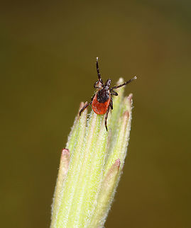 Questing Deer Tick (Female) - Ixodes scapularis I feel a *bit* mean, but I teased her by blowing on her (they are attracted to CO2). This gets a tick to quest (a host-seeking behavior where they wave their front arms in the air to locate a host).

Habitat: Low vegetation in a mixed forest
https://www.jungledragon.com/image/148687/deer_ticks_female_-_ixodes_scapularis.html Blacklegged Tick,Geotagged,Ixodes scapularis,Spring,United States,questing,questing tick,tick