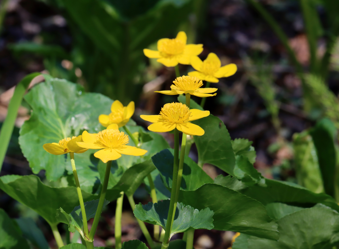 Marsh Marigold - Caltha palustris The common name is misleading because marsh marigolds are not actually marigolds. Rather, they are in the buttercup family.<br />
<br />
Habitat: Growing in a stream bed; mixed forest Caltha,Caltha palustris,Geotagged,Spring,United States,marsh marigold