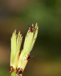 Deer Ticks (Female) - Ixodes scapularis Habitat: Low vegetation in a mixed forest
https://www.jungledragon.com/image/148685/deer_tick_female_-_ixodes_scapularis.html Blacklegged Tick,Geotagged,Ixodes scapularis,Spring,United States,deer tick,ixodes,tick