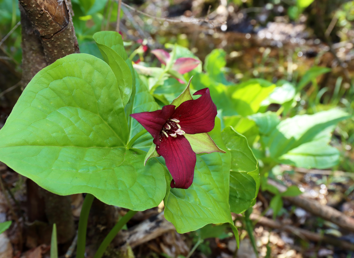 Wake-robin - Trillium erectum I haven&#039;t seen many Trillium yet this spring, but it has been unusually dry. The trails in this forest are usually barely passable in late April because of snow melt and loads of mud, but they were nearly dry.<br />
<br />
Habitat: Mesic forest<br />
<br />
 Geotagged,Red trillium,Spring,Trillium erectum,United States,trillium,wake-robin