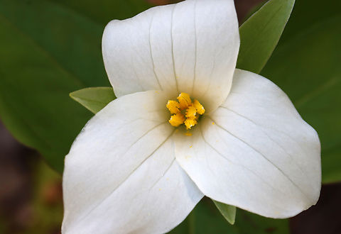 Great White Trillium - Trillium grandiflorum Habitat: Mesic forest Geotagged,Great white trillium,Spring,Trillium grandiflorum,United States,trillium